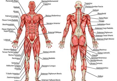 Muscular System Diagram Healthiack