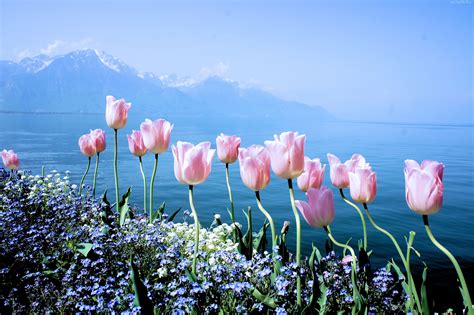 Edycja Tapety Wiosenne Kwiaty Tulipany Niezapominajki Góry Tapety