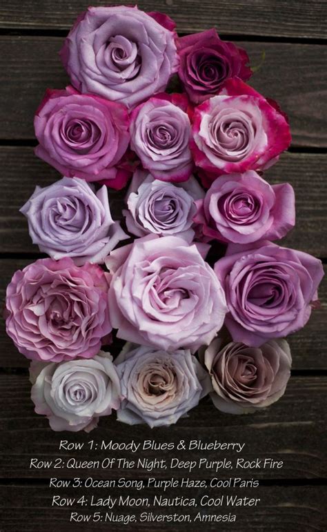 We have 75+ background pictures for you! The Lavender & Purple Rose Study | Flower names, Purple ...