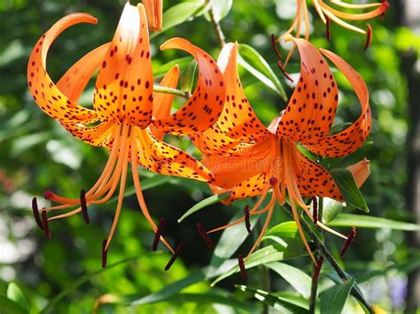 Tiger Lily Stock Image Image Of Flower Plant Tigerlily 68885