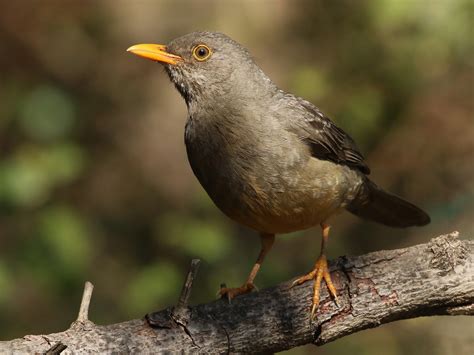 25 Birds With Yellow Beaks With Photos Animal Hype