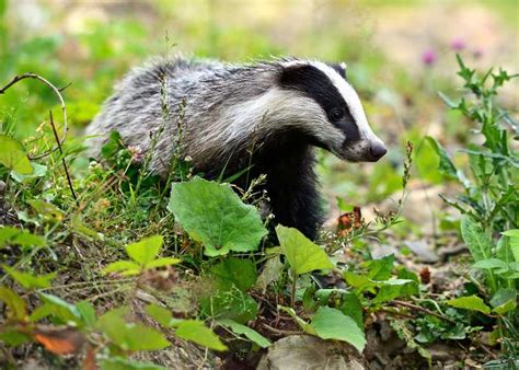 Defra Announces Badger Culling In Lra And Tb Test Compensation