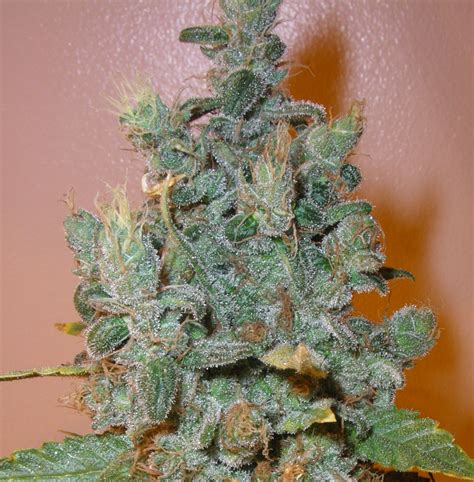 Blueberry Punch Next Generation Seeds