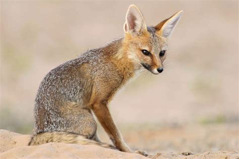 Cape Fox Sitting Outside Its Den Kalahari Desert South Africa