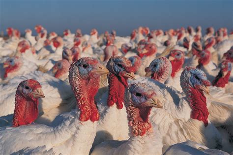 6 States Produce Almost All The Turkey In The Us Vox