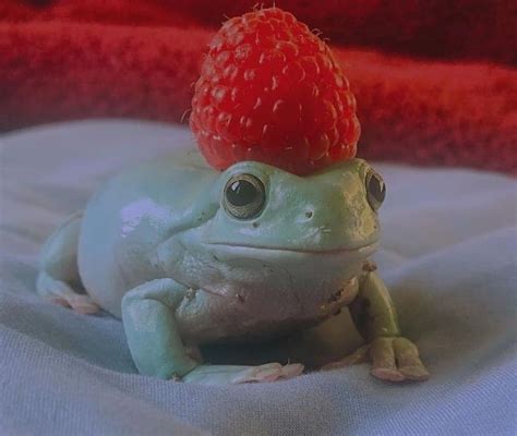 Frog With Rasberry Hat 𓆏 Pet Frogs Frog Pictures Frog