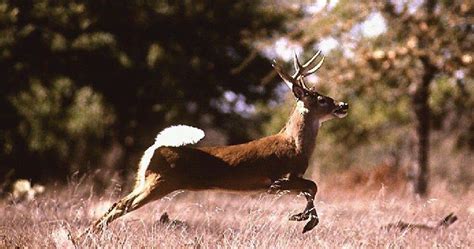Maryland Deer Archery Season Opens Maryland News