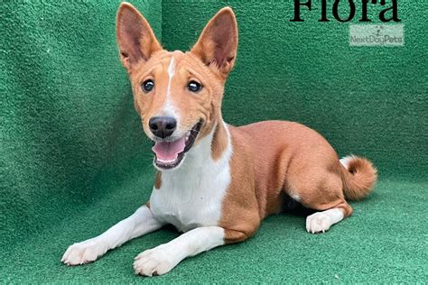 Flora Basenji Puppy For Sale Near Brunswick Georgia 375ec465 4391