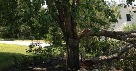 How To Fix A Tree With A Split Trunk Woodsman Tree Service