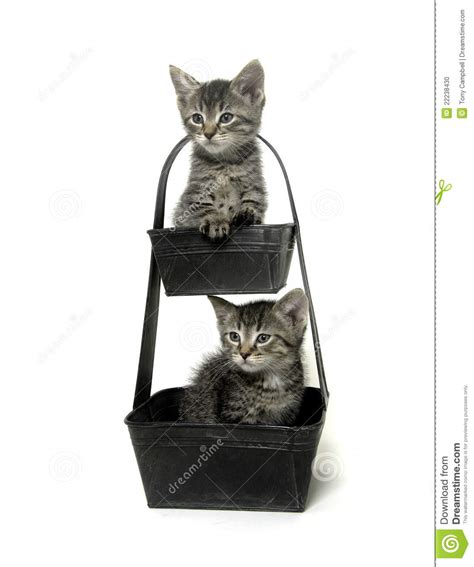 Two Cute Tabby Kittens In Flower Pot Stock Photo Image Of Flower