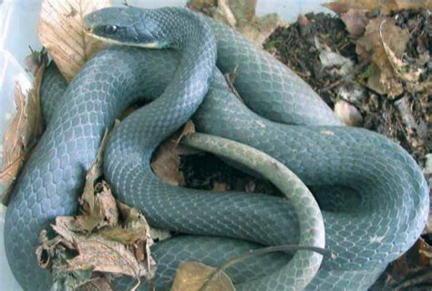 Blue Racer Snake Facts And Pictures