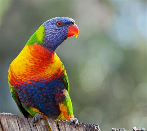 Vibrant Rainbow Animals That Really Exist Love Your Pet Pets Animals