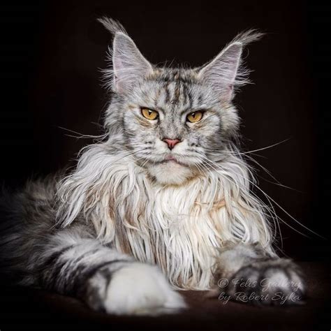 30 Majestic Pictures Of Maine Coon Cats By Robert Sijka