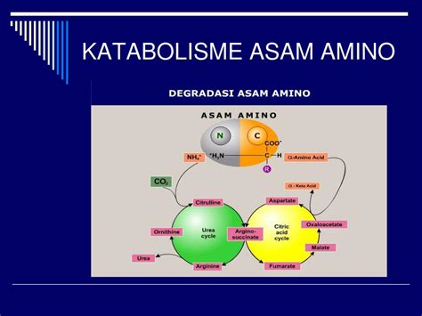 Ppt Metabolisme Protein Powerpoint Presentation Free Download Id