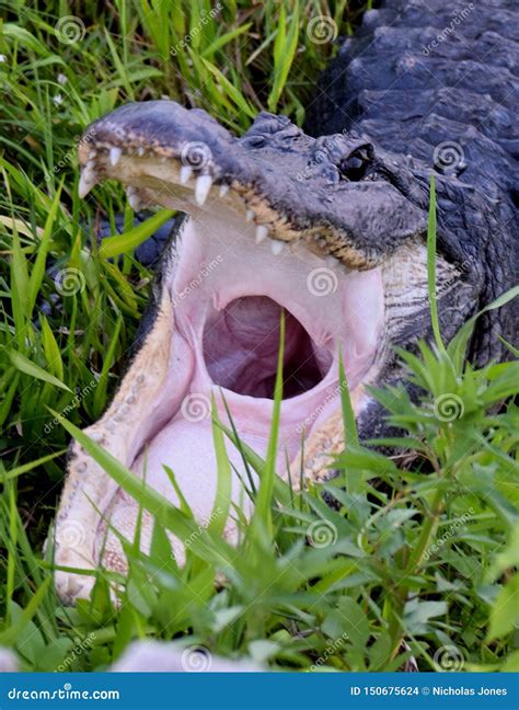 American Alligator In Everglades National Park Stock Photo Image Of
