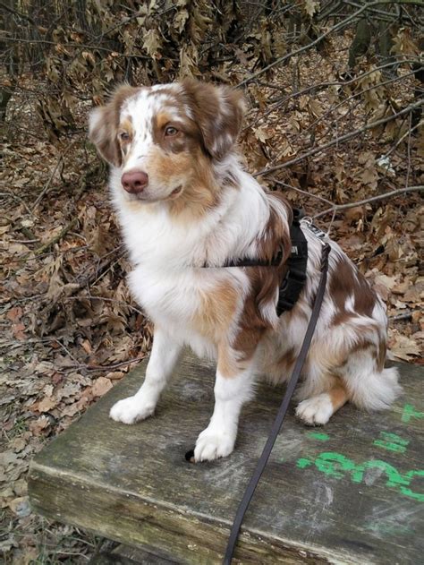 Maybe you would like to learn more about one of these? Red Merle Australian Shepherd | Aussie dogs, Australian ...