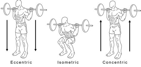Types Of Muscle Actions Isotonic Vs Isometric Bodybuilding Wizard