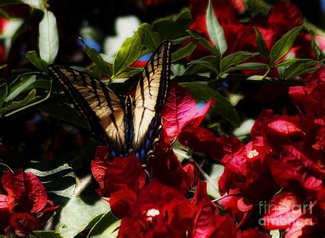 Swallowtail Butterfly In Mexico Photograph By John Kolenberg Fine Art