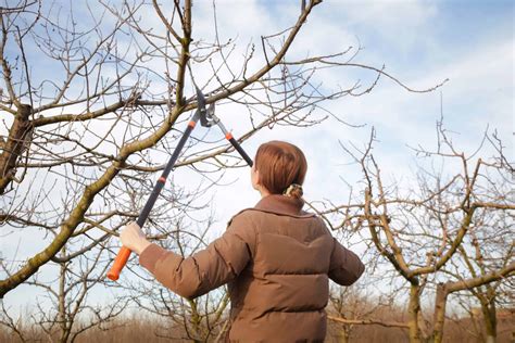 Preparing Your Yard For Winter Treejob