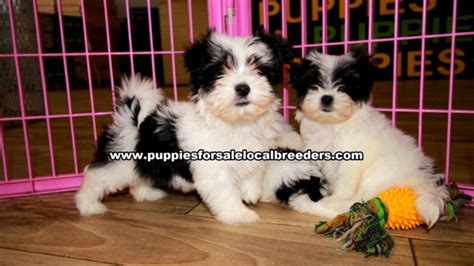 Puppies For Sale Local Breeders Morkie Puppies For Sale Georgia Atlanta