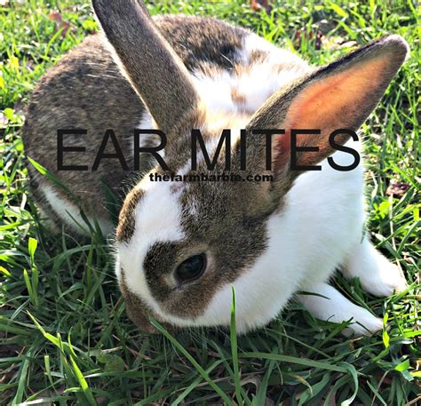 Help My Rabbit Has Crusty Ears Farm Fresh For Life Real Food For