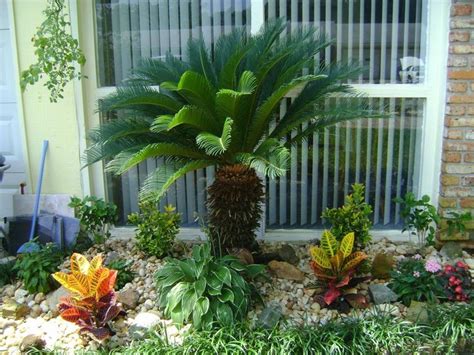 The 25 Best Palm Trees Landscaping Ideas On Pinterest