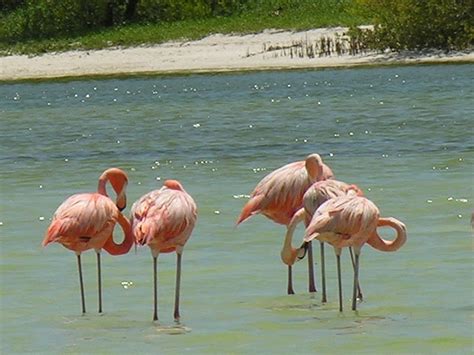 Beautiful Quiet Holbox Island Playground For Flamingos Holbox