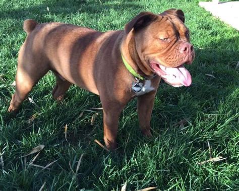 Bulldogs were created for the english sport of bull baiting, practiced from approximately 1100 until 1835. Rico | One of a Kind Rescues