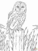 Owl Tawny Coloring Owls Printable Drawing Colouring Supercoloring Patterns Super Cute Animal Sketch Eyes sketch template
