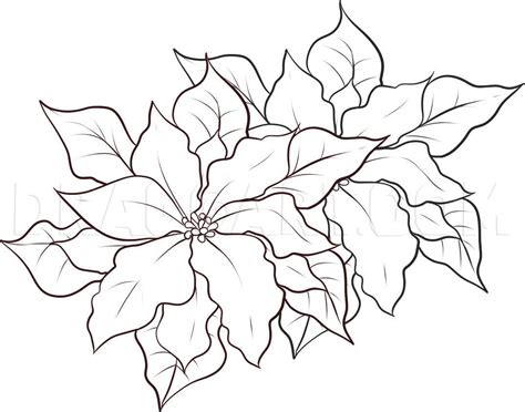 How To Draw Poinsettias Step By Step Drawing Guide By Dawn