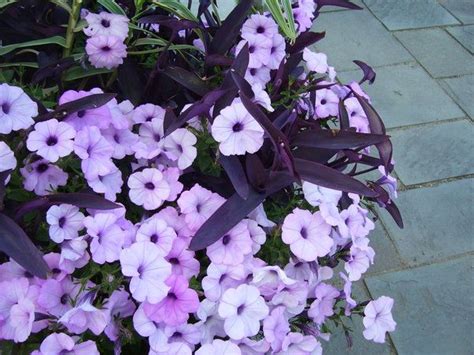 Purple Sweet Potato Vine Flower Sweet Potato Vine Grows Practically