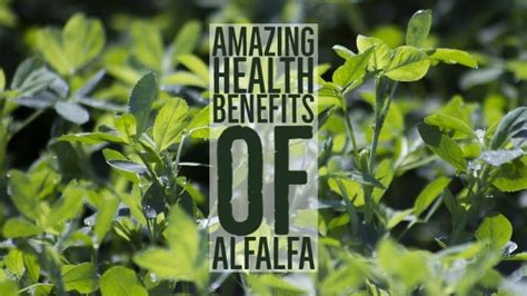 13 Amazing Health Benefits Of Alfalfa