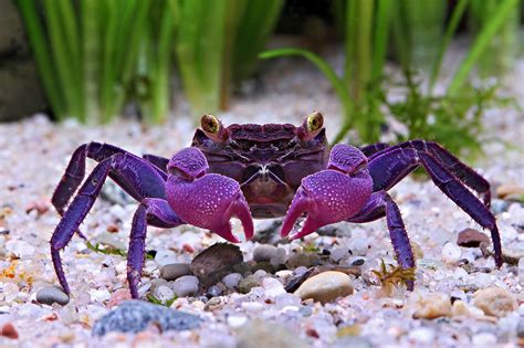 13 Adorable Types Of Pet Crabs With Pictures