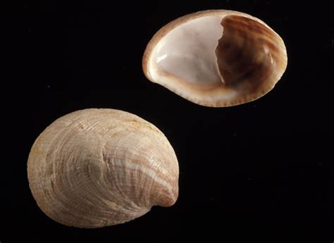 Common Shells Shells Of Floridas Gulf Coast