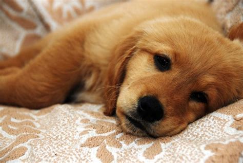 What To Do When Your Puppy Has Diarrhea Bechewy