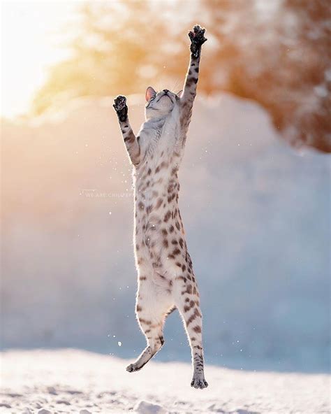 Psbattle This Stretched Jumping Cat Photoshopbattles