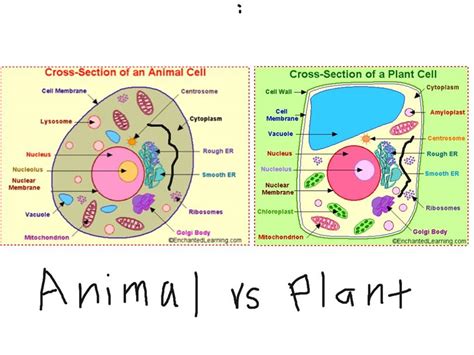 Unlike animal cells, plant cells have cell walls and organelles called chloroplasts. Differences Between Animal and Plant Cell
