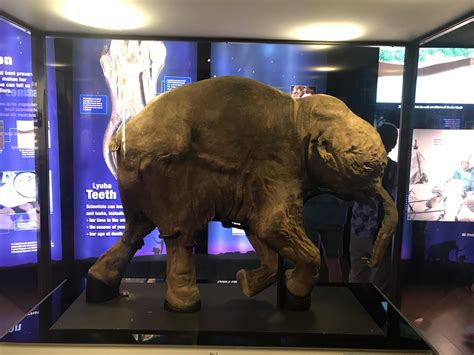 This Wooly Mammoths Was Buried In Peat For 40000 Years And Within 24h