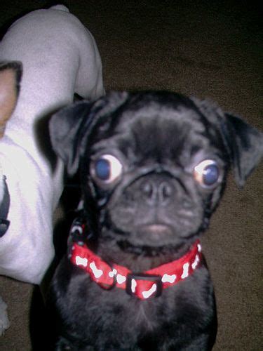Do Pugs Have Down Syndrome