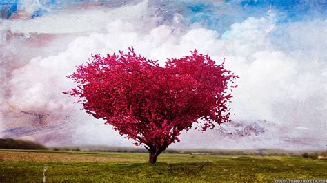 Love Tree Wallpapers Wallpaper Cave