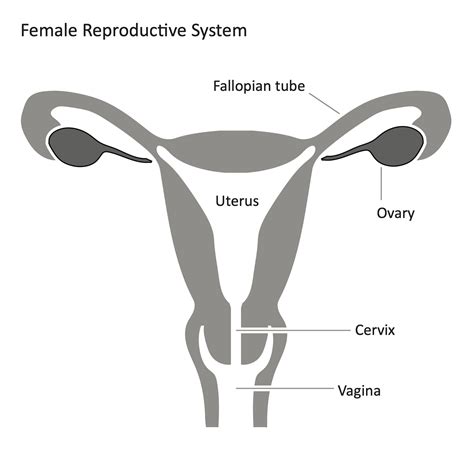 42 labeling reproductive system quiz