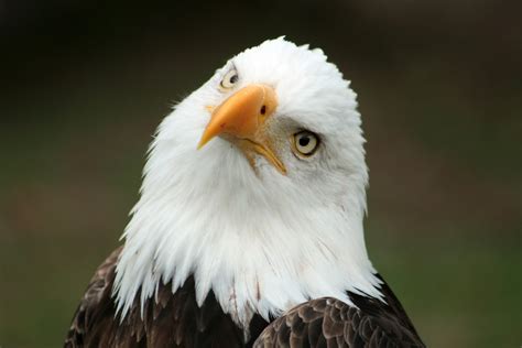 bald eagle national bird