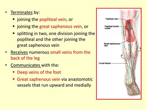 Ppt Posterior Compartment Of The Leg Powerpoint Presentation Free