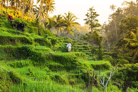 Tegalalang Rice Terrace In Ubud A Guide To Bali S Most Beautiful Rice Fields Rice Terraces