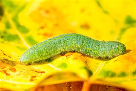 Green Caterpillar Of A Butterfly Stock Photo Image Of Animal Macro