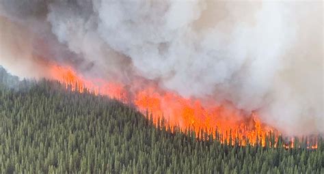 Fire That Ordinarily Helps The Boreal Black Spruce Forests Now