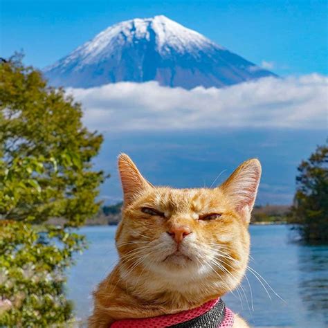 Meet The Two Travelling Rescue Cats Exploring Every Prefecture Of Japan