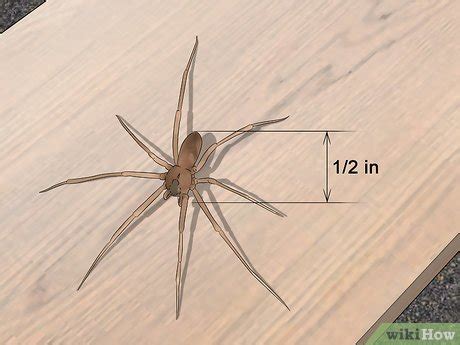 Identifying Brown Recluse Spiders Unique Characteristics Wiki Spiders And Other Arachnids