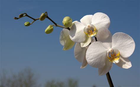 White Orchid Wallpaper 60 Images