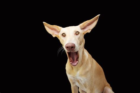 Premium Photo Funny Surprised Puppy Dog Face Expression Isolated
